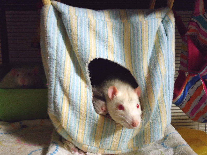 Cube Hammock