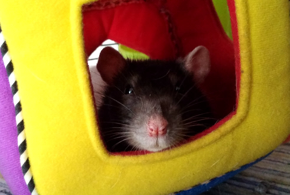 Molly