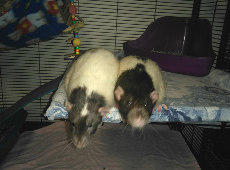 Gus Jack