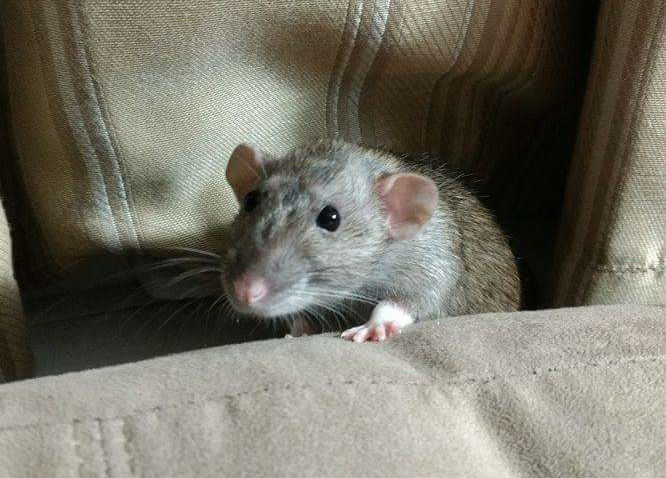 ella