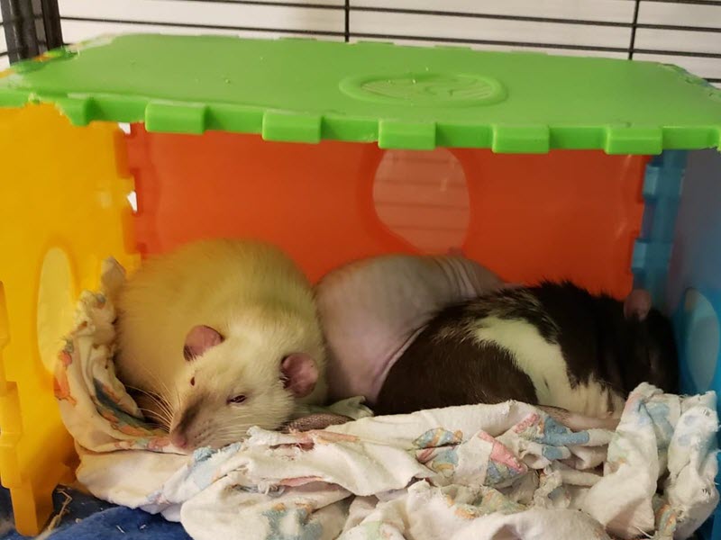 Hamster cage ottawa discount