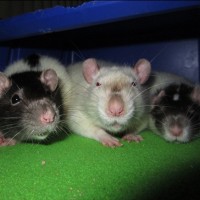 Kai, Edgar & Junior