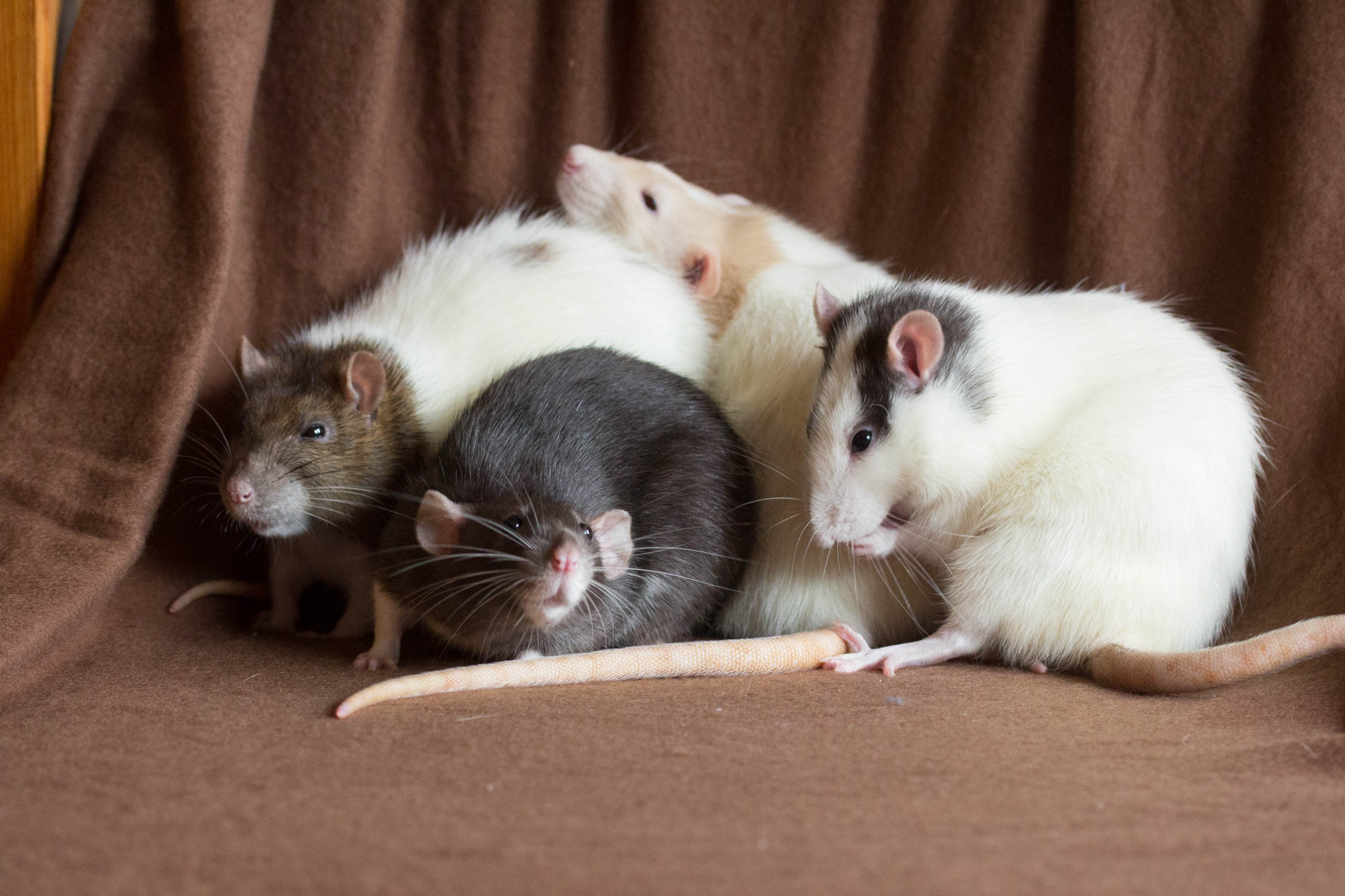 Socializations & Introductions - Ottawa Pet Rat Rescue