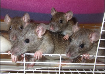 Karissa’s Girls