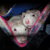 Harley & Gimli
