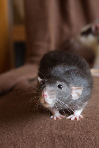 Welcome to Ottawa Pet Rat Rescue!