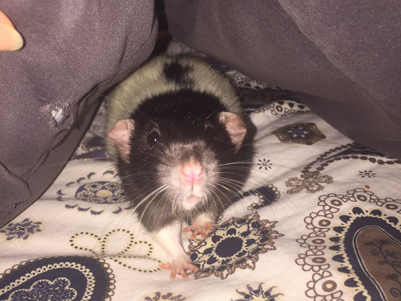 poe-neutered-ottawa-pet-rat-rescue