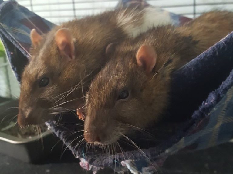 Ned & Edbert Ottawa Pet Rat Rescue