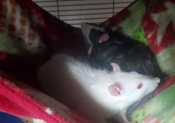 Frankie (neutered) and Toby
