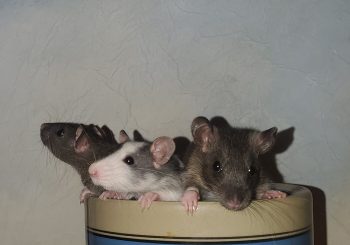 Max, Merlin & Marcel