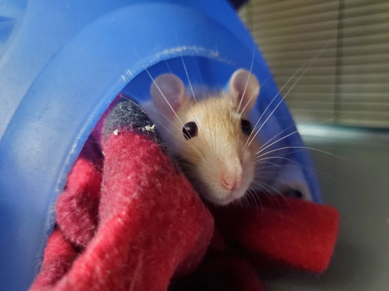 Sandy Rats Sandy (sponsor me/special needs) - Ottawa Pet Rat Rescue