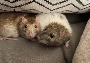 Benji & Rick (neutered)