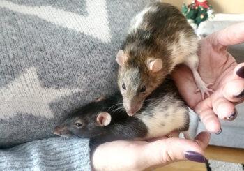 Goofy & Pluto (neutered)