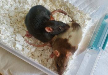 Ginny & Bear (medical hold)