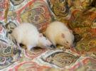 Wanda & Lilith (experienced home only)