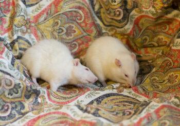 Wanda & Lilith (spayed)