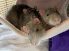Reed, Angus & Nico (adoption pending)