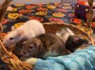 Mabel, Jasmine and Amelia