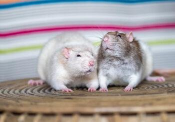 Mallow & Boodle