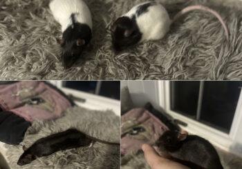 Hektor, Leshy, Yeti & Newt