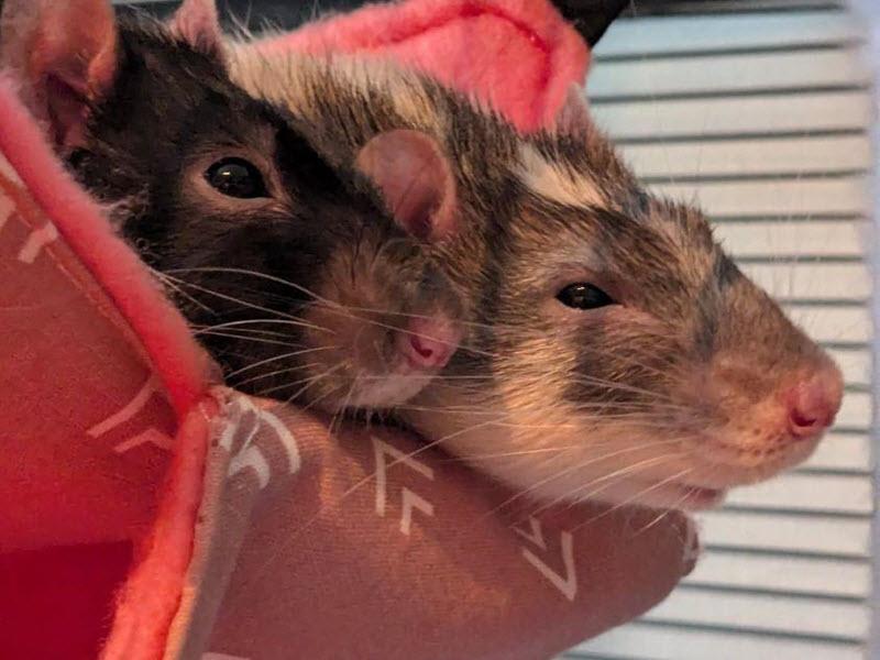 Cosmo and Quasar - Ottawa Pet Rat Rescue