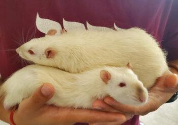 Ninja & Tato (adoption pending)