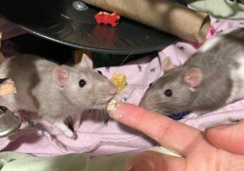 Snow Baby & Fifi (adoption pending)