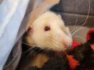 Henry (neutered)