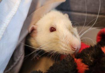 Henry (neutered)