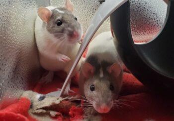 Basil & Oregano (adoption pending)