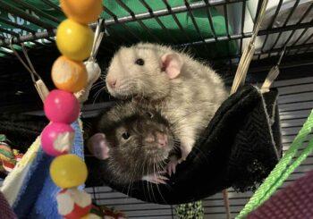 Phil (neutered) & Gunther (adoption pending)