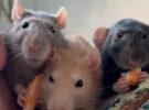 Pebbles, Peanut & Lily (Sponsor Us!)