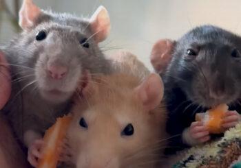 Pebbles, Peanut & Lily (Sponsor Us!)