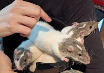 Momma Thyme, Cilantro & Parsley (adoption pending)