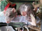 Bella & Pip (adoption pending)