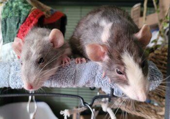 Bella & Pip (adoption pending)