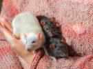 Petunia, Penelope & Penny