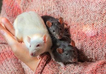 Petunia, Penelope & Penny
