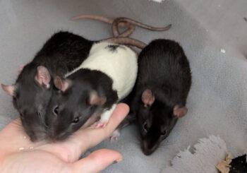 Magda, Misty and Molly