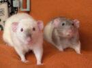 Dodger (neutered) & Parry