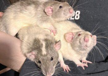 Hubble, Mars & Rover