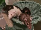 Ember, Nova, Birch and Moose (Experienced Home or Sponsor Us!)