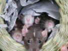 Ember, Nova, Birch and Moose (Experienced Home or Sponsor Us!)