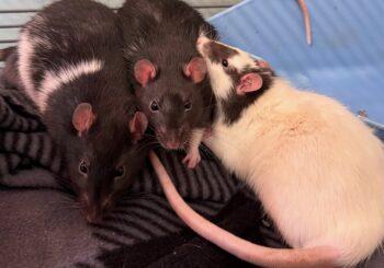 Orca, Topper & Huntley