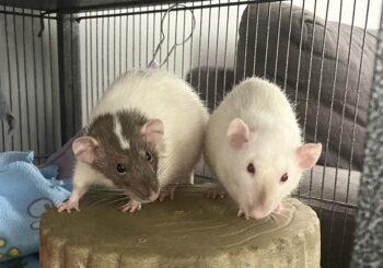 Nessie & Stella