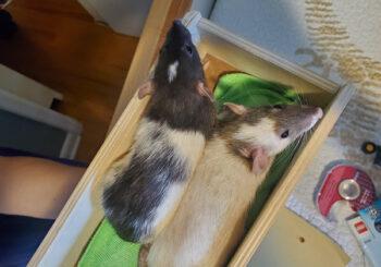 Gracie and Bella