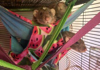 Rasputin, Peter and Kenny (adoption pending)